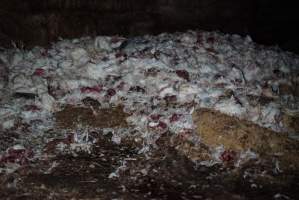 Deadn pile at broiler farm - Captured at Unknown broiler farm, Port Wakefield SA Australia.