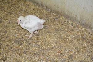 Young broiler chickens, 3 week age estimate - Captured at Unknown broiler farm, Port Wakefield SA Australia.