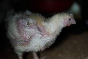 Broiler (meat) chickens approx 3 weeks - Captured at Unknown broiler farm, Port Wakefield SA Australia.