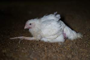 Broiler (meat) chickens approx 3 weeks - Captured at Unknown broiler farm, Port Wakefield SA Australia.