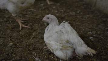 Broiler (meat) Chickens approx 6 weeks - Captured at Unknown broiler farm, Port Wakefield SA Australia.