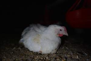Broiler (meat) chickens approx 7 weeks - Captured at Unknown broiler farm, Port Wakefield SA Australia.