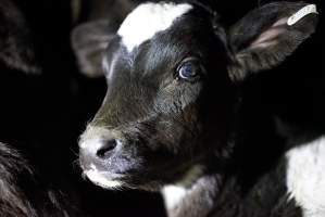 Bobby calves in slaughterhouse holding pen - Captured at Tasmanian Quality Meats Abattoir, Cressy TAS Australia.