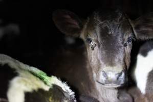 Bobby calves in slaughterhouse holding pen - Captured at Tasmanian Quality Meats Abattoir, Cressy TAS Australia.