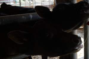 Bottle feeding calf - Captured at VIC.