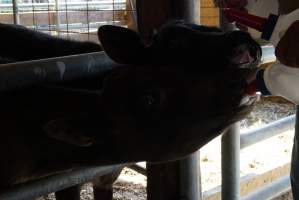 Bottle feeding calf - Captured at VIC.