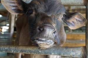 Dairy calf - Captured at VIC.
