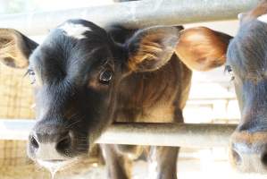 Dairy calf - Captured at VIC.