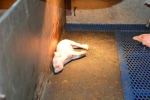 Dead piglet in farrowing crates
