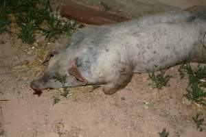 Dead grower pig from eco sheds - Captured at Unknown piggery, Pinery SA Australia.