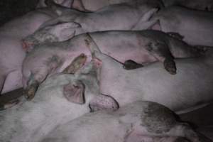 Grower sheds - Captured at Unknown piggery, Inkerman SA Australia.