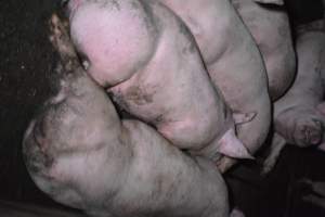 Grower sheds - Captured at Unknown piggery, Inkerman SA Australia.
