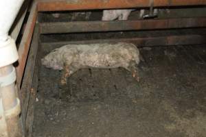 Dead pig in grower pens - Captured at Unnamed piggery, Wild Horse Plains SA Australia.