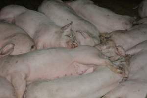 Grower pigs - Captured at Unnamed piggery, Wild Horse Plains SA Australia.
