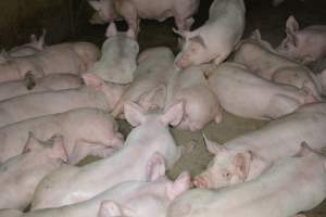 Grower pigs - Captured at Unnamed piggery, Wild Horse Plains SA Australia.