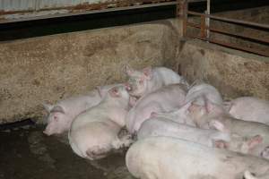 Pigs in grower pens - Captured at Unnamed piggery, Wild Horse Plains SA Australia.