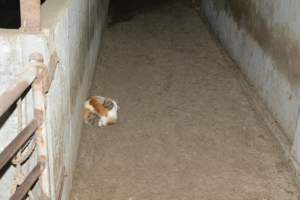 Cat at pig farm - Captured at Lindham Piggery, Wild Horse Plains SA Australia.