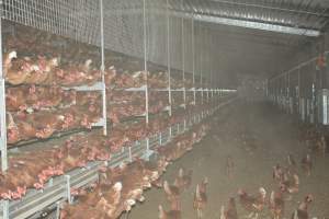 Cage free egg farm - Captured at Days Eggs, Lower Light SA Australia.