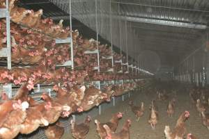 Cage free egg farm - Captured at Days Eggs, Lower Light SA Australia.