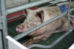 Sow in farrowing crates - Captured at Lindham Piggery, Wild Horse Plains SA Australia.