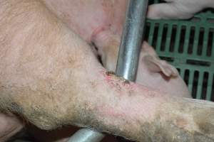 Injury on sow - Captured at Lindham Piggery, Wild Horse Plains SA Australia.