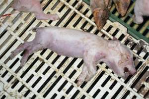 Dead piglet - Captured at Dublin Piggery, Dublin SA Australia.
