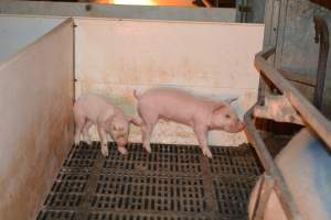 Piglets in farrowing crate - Captured at Dublin Piggery, Dublin SA Australia.