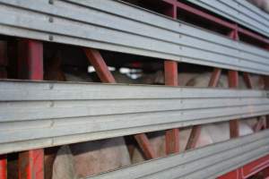 Pig in transport trucks - Captured at SA.