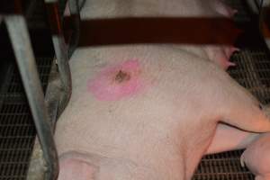 Pressure sore on sow - Captured at Dublin Piggery, Dublin SA Australia.