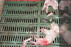 Dead piglets in farrowing crates - Captured at Dublin Piggery, Dublin SA Australia.