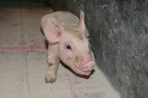 Unwell piglet in farrowing crates - Captured at Lindham Piggery, Wild Horse Plains SA Australia.