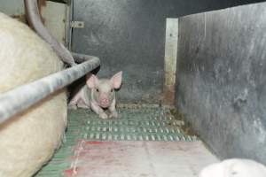 Unwell piglet in farrowing crates - Captured at Lindham Piggery, Wild Horse Plains SA Australia.