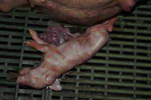 Still born piglet - Captured at Lindham Piggery, Wild Horse Plains SA Australia.