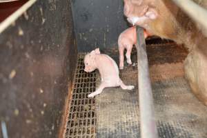 Splayed piglet in farrowing crates - Captured at Unknown piggery, Woods Point SA Australia.