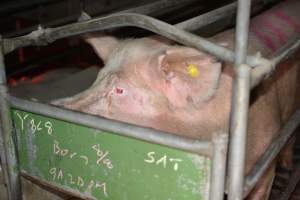 Sow in farrowing crate - Captured at Unknown piggery, Woods Point SA Australia.