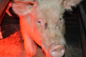 Sow in farrowing crates - Captured at Unknown piggery, Woods Point SA Australia.