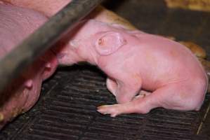 Pig suckling - Australian pig farming - Captured at Ludale Piggery, Reeves Plains SA Australia.