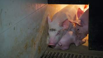 Farrowing crates - Australian pig farming - Captured at Toolleen Piggery, Knowsley VIC Australia.
