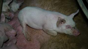 Piglet sleeping on mother - Australian pig farming - Captured at Toolleen Piggery, Knowsley VIC Australia.