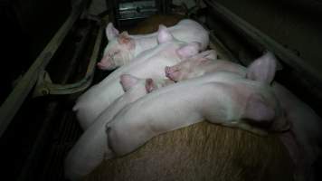 Piglets sleeping on mother - Australian pig farming - Captured at Toolleen Piggery, Knowsley VIC Australia.