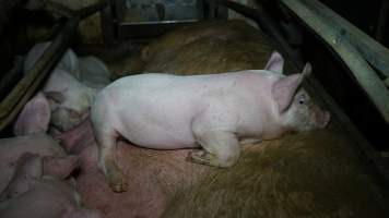 Piglet sleeping on mother - Australian pig farming - Captured at Toolleen Piggery, Knowsley VIC Australia.