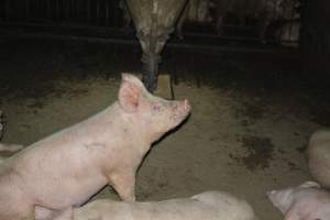 Group housing for grower pigs - Captured at SA.