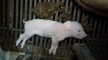 Sick piglet - Australian pig farming - Captured at Toolleen Piggery, Knowsley VIC Australia.