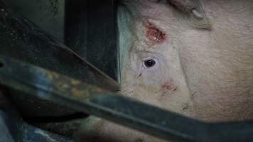 Sow with facial injury - Australian pig farming - Captured at Toolleen Piggery, Knowsley VIC Australia.
