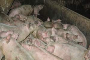 Group housing for grower pigs - Captured at SA.