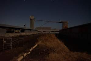 Piggery sheds outside at night - Australian pig farming - Captured at Ludale Piggery, Reeves Plains SA Australia.