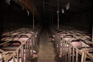 Sow stalls at Ludale Piggery SA - Australian pig farming - Captured at Ludale Piggery, Reeves Plains SA Australia.