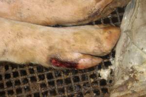 Sow with foot / hoof injury - Australian pig farming - Captured at Bringelly Bacon Co, Leppington NSW Australia.
