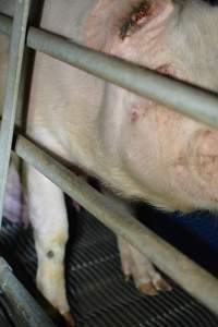 sow with ear issues in farrowing crates - Captured at SA.