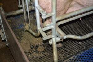 Pig farm filth - Captured at SA.